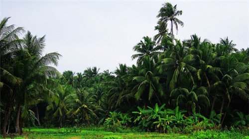 德莱客炸鸡汉堡加盟要求多吗